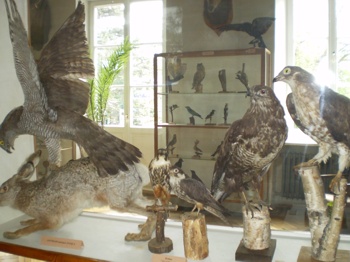 Muzeum - fragment staej ekspozycji przyrodniczej